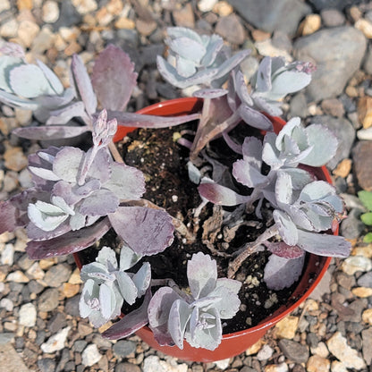 DesertScapeSucculent Succulent 4" Assorted kalanchoe pumila 'Flower Dust'