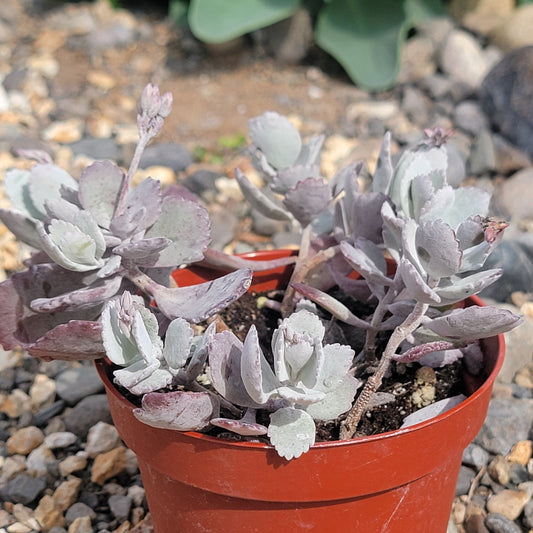 DesertScapeSucculent Succulent 4" Assorted kalanchoe pumila 'Flower Dust'