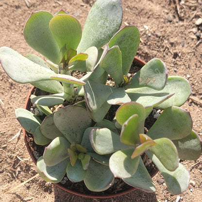 Kalanchoe scapigera 'Mealy Kalanchoe'