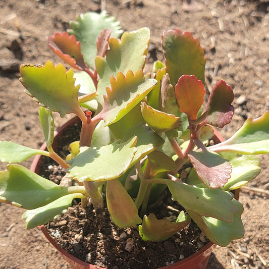 DesertScapeSucculent Succulent 4" Assorted Kalanchoe sexangularis