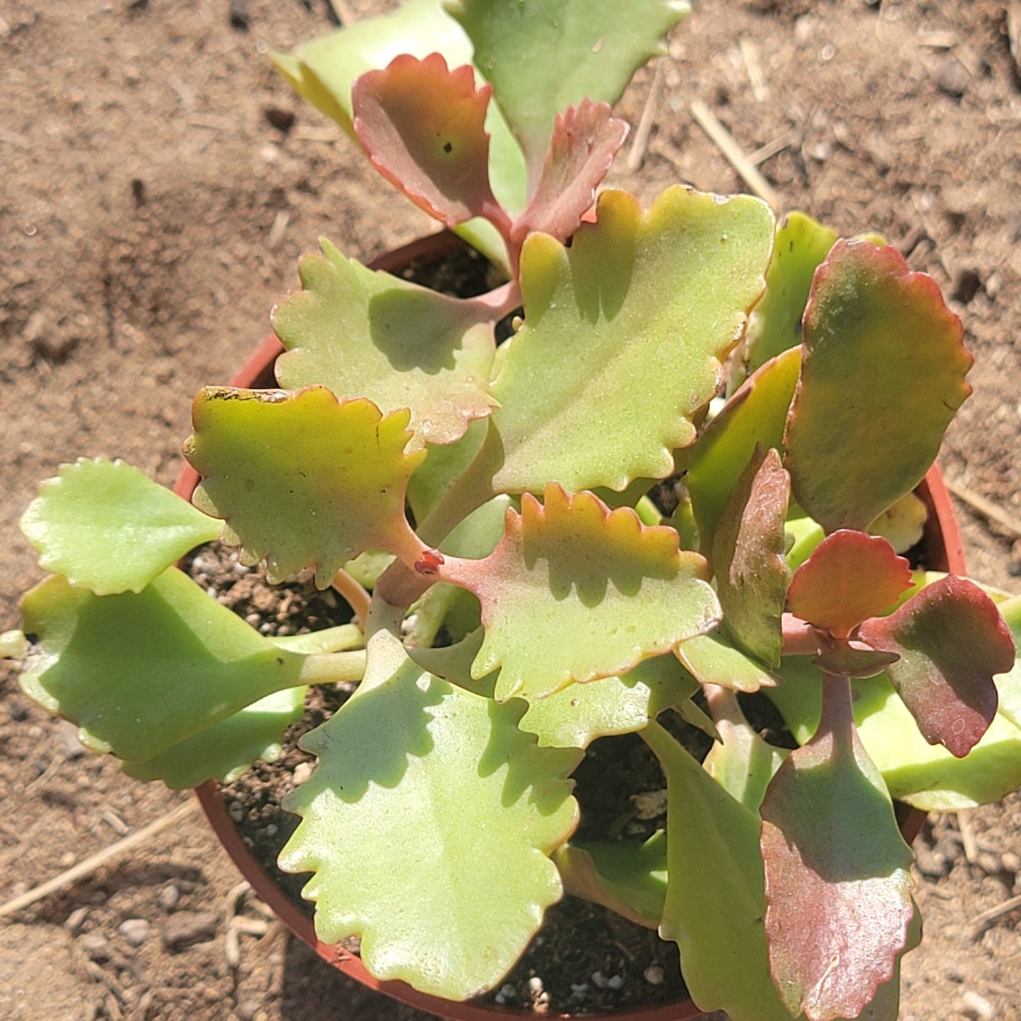 Kalanchoe sexangularis