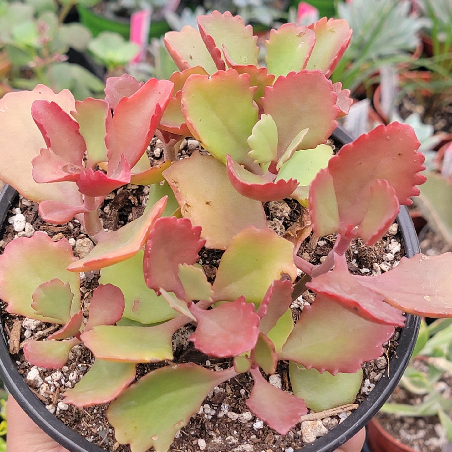 Kalanchoe sexangularis