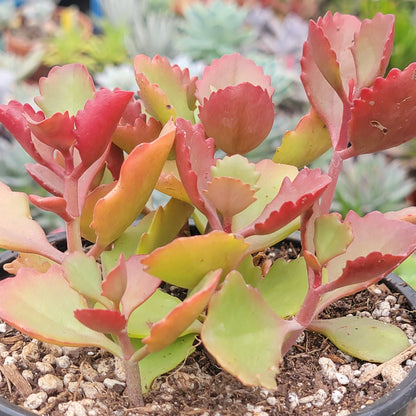 Kalanchoe sexangularis