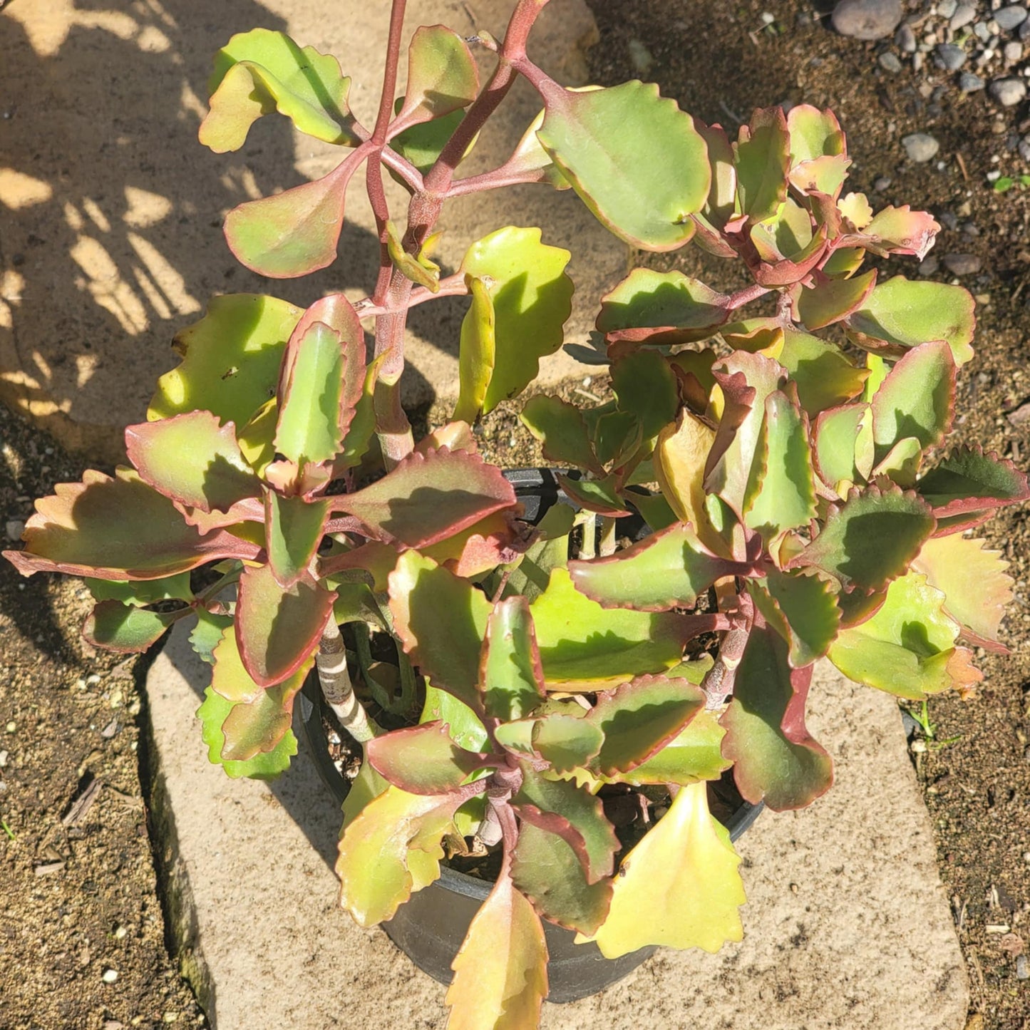 DesertScapeSucculent Succulent Kalanchoe sexangularis