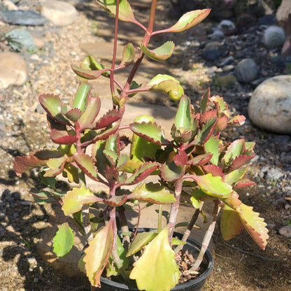 DesertScapeSucculent Succulent 6" Assorted Kalanchoe sexangularis