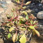 Kalanchoe sexangularis - 6 Inch Assorted - Succulent - DesertScapeSucculent