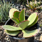 DesertScapeSucculent Succulent 1 Gallon Kalanchoe synsepala 'Walking Kalanchoe'