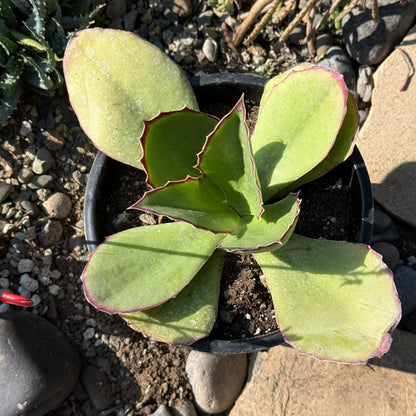 DesertScapeSucculent Succulent Kalanchoe synsepala 'Walking Kalanchoe'