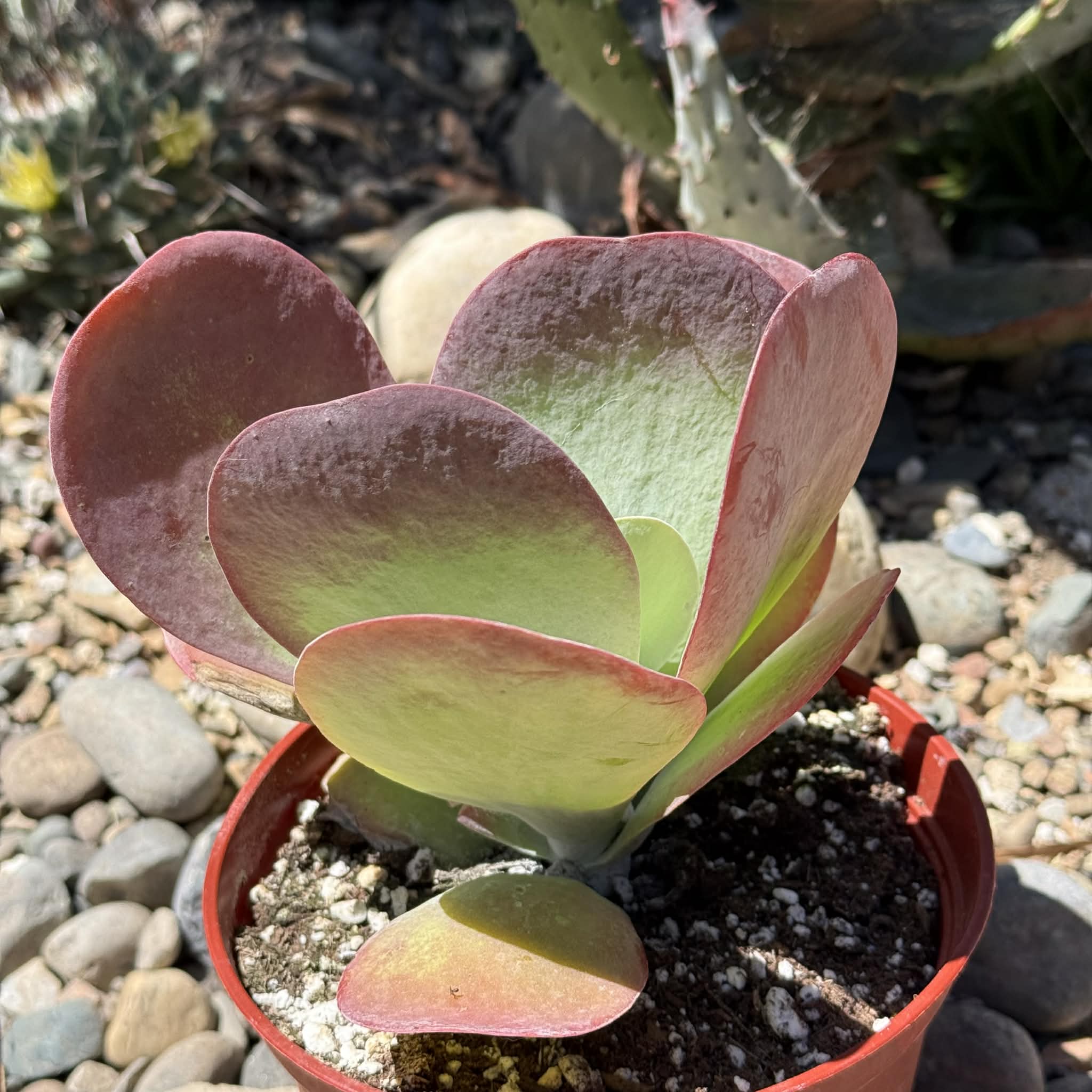 Kalanchoe thyrsiflora 'Flapjack' – DesertScapeSucculent