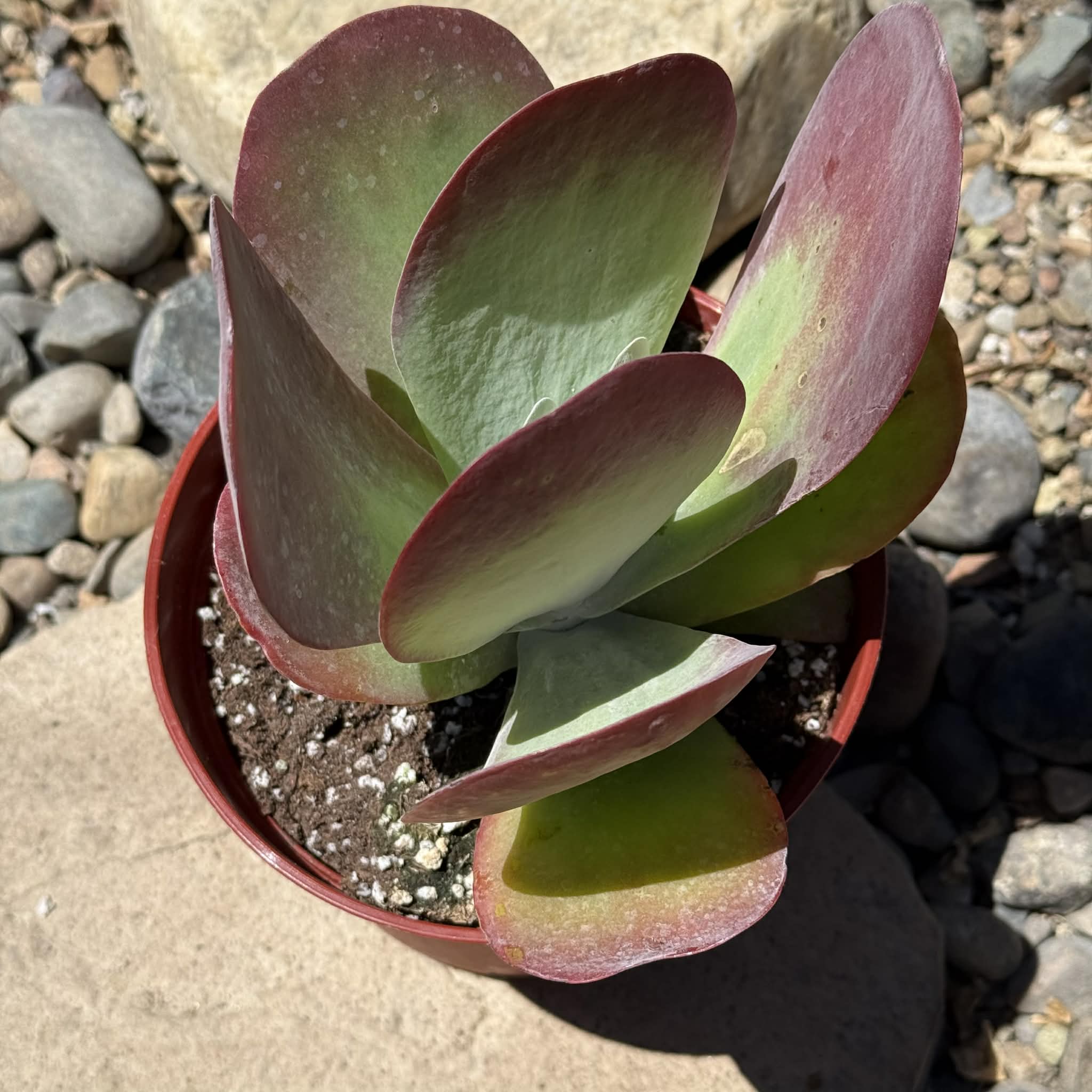Kalanchoe SMART PLANET 9cm Kalanchoe Blossfeldiana Kalanchoe Succulent