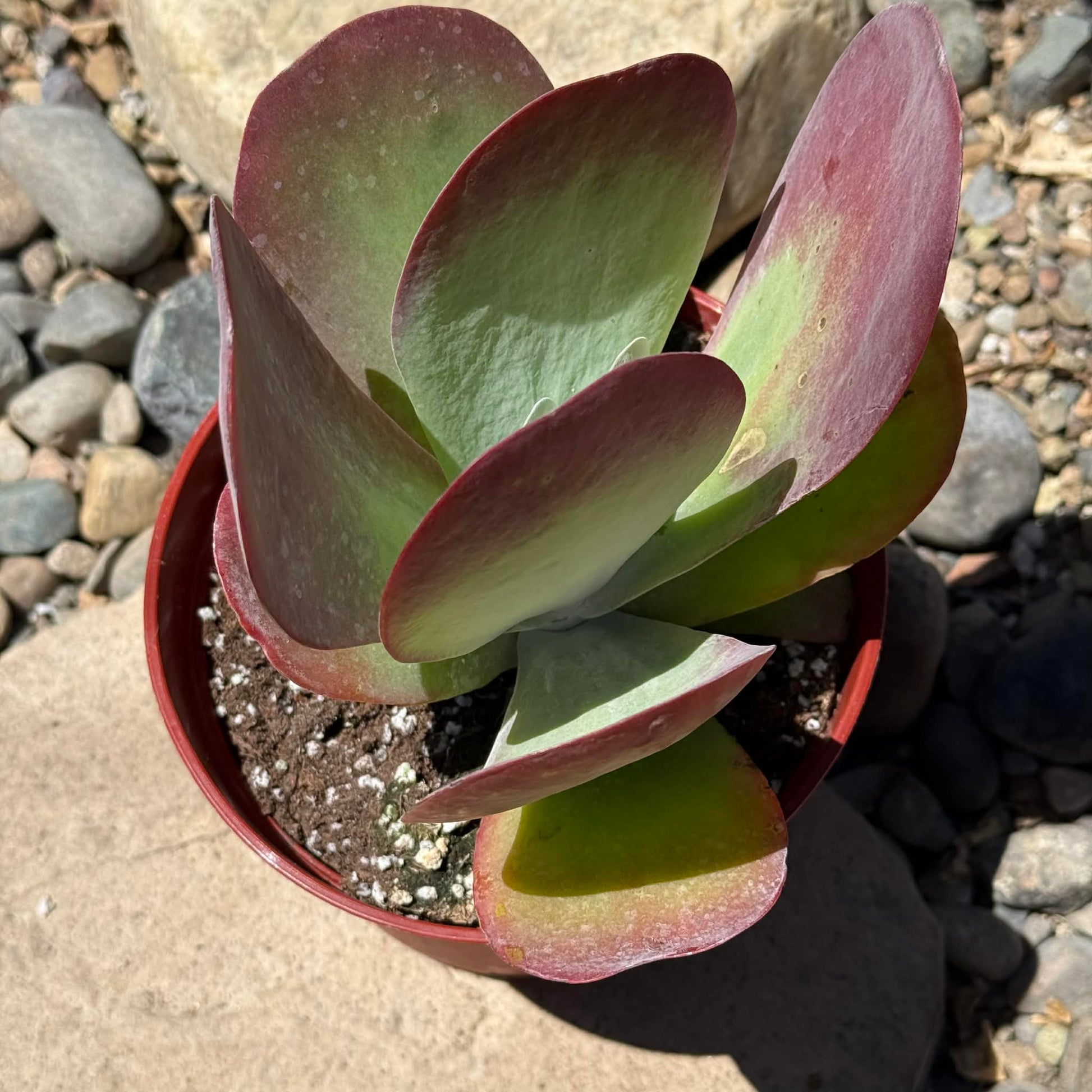 DesertScapeSucculent Succulent 6 Inch Assorted Kalanchoe thyrsiflora 'Flapjack'