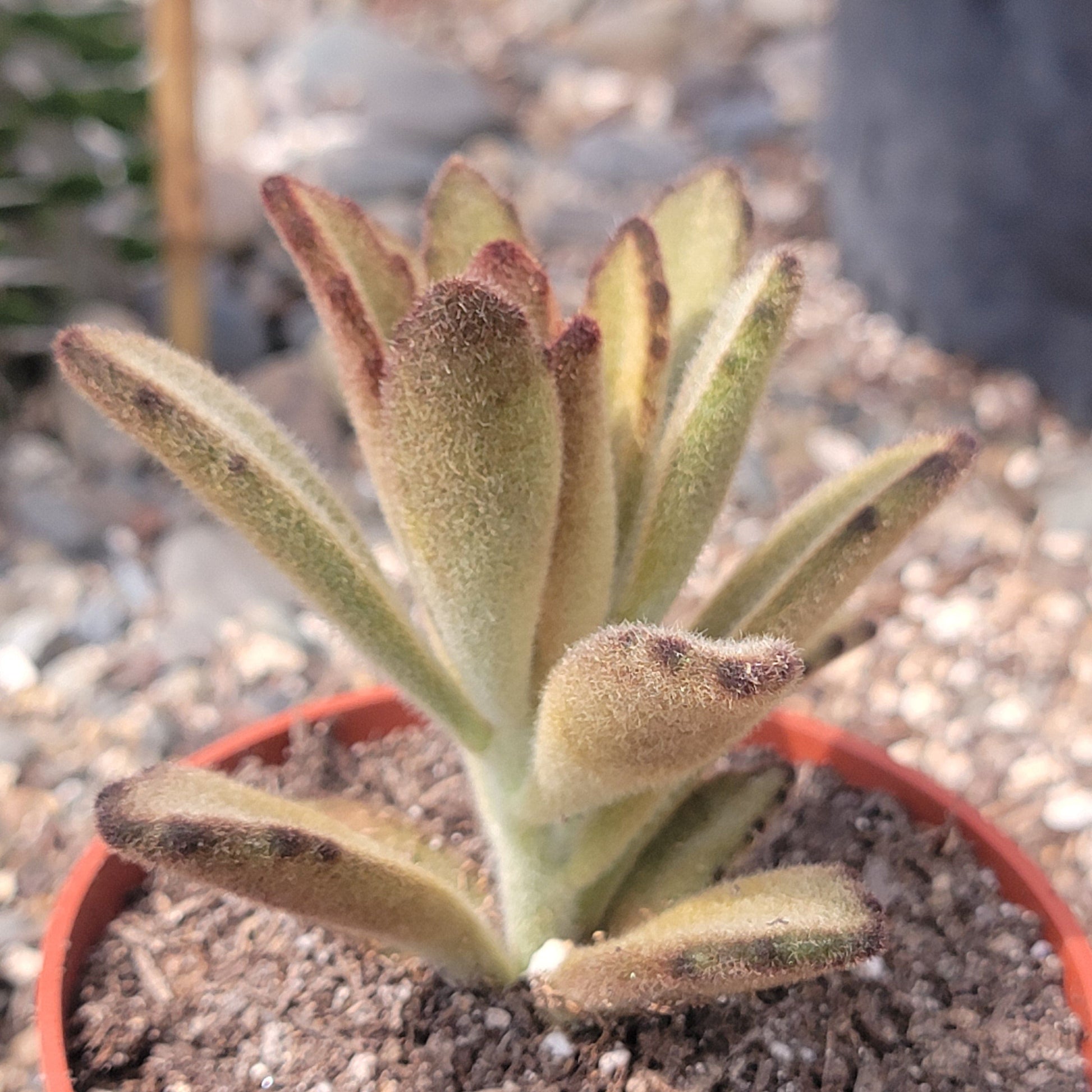 chocolate soldier succulent Kalanchoe tomentosa 'Chocolate Soldier'