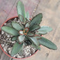 Kalanchoe tomentosa 'Nigrum' - 4 Inch Assorted - Succulent - DesertScapeSucculent