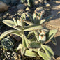 Kalanchoe tomentosa 'Panda Plant' - 1 gal Assorted - Succulent - DesertScapeSucculent
