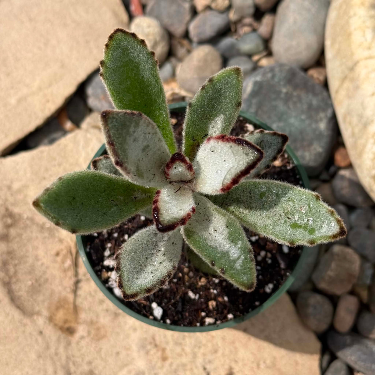 DesertScapeSucculent Succulent Kalanchoe tomentosa 'Panda Plant'