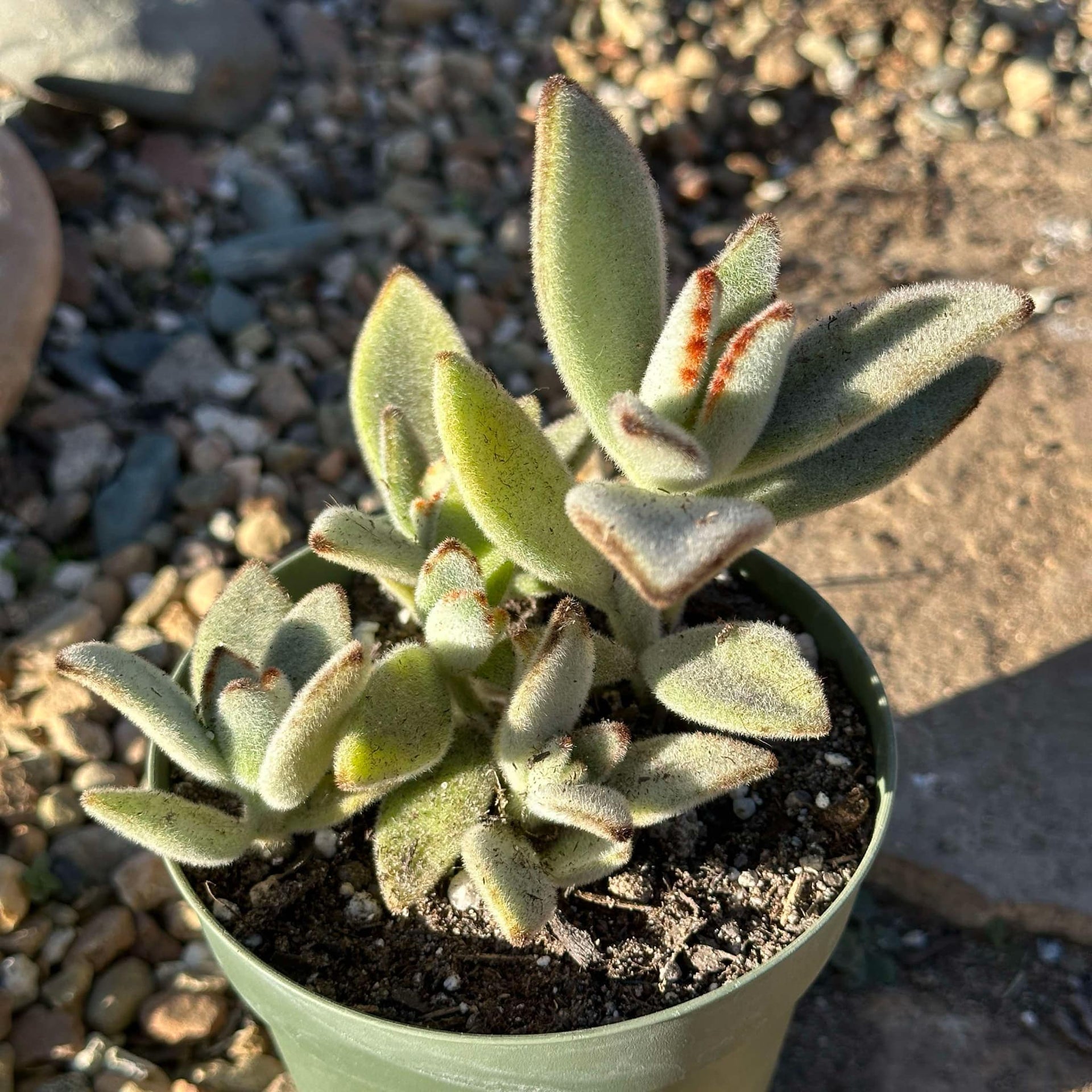 panda ear succulent Kalanchoe tomentosa 'Panda Plant' – DesertScapeSucculent
