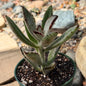 DesertScapeSucculent Succulent 4 Inch Kalanchoe tomentosa 'Panda Plant'