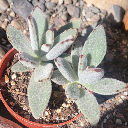 Kalanchoe tomentosa 'Panda Plant'