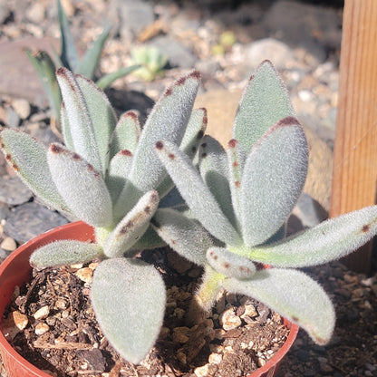 Kalanchoe tomentosa 'Panda Plant'