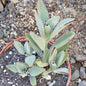 Kalanchoe tomentosa 'Panda Plant' - 6 Inch Assorted - Succulent - DesertScapeSucculent