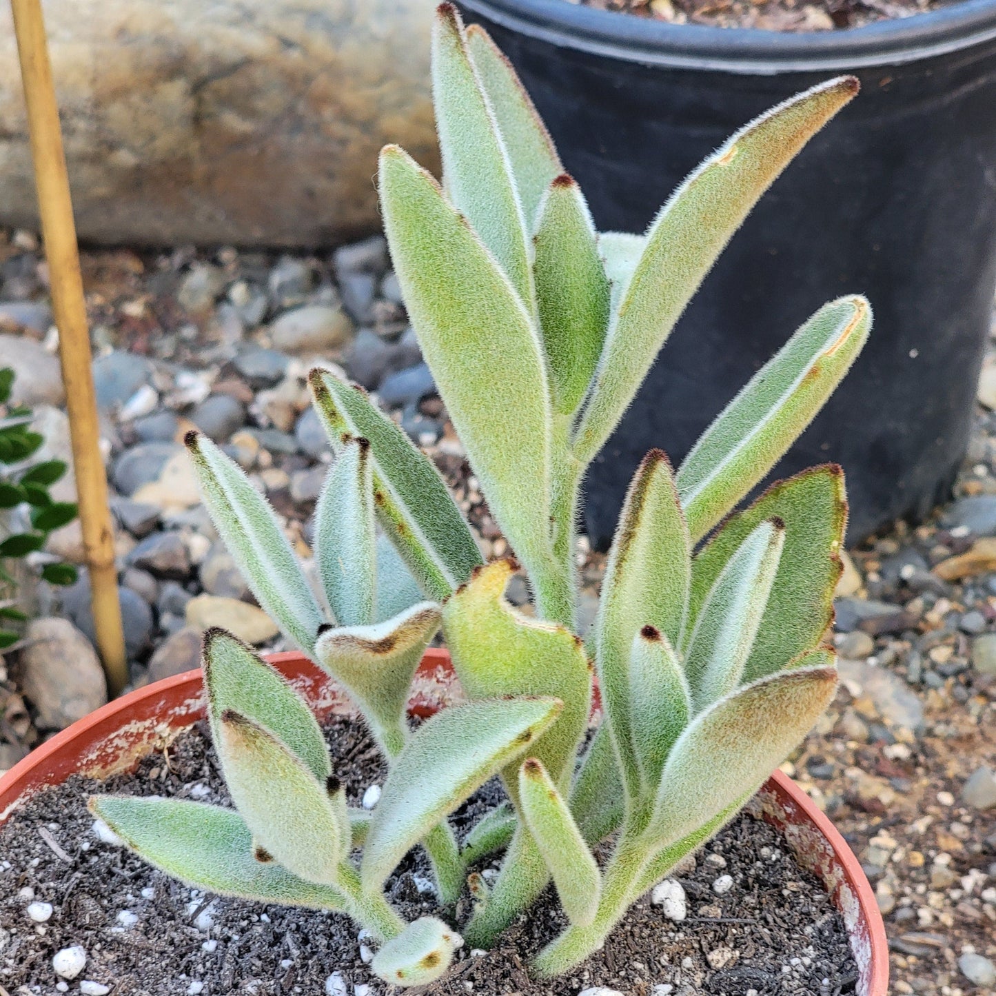 Kalanchoe tomentosa 'Panda Plant'