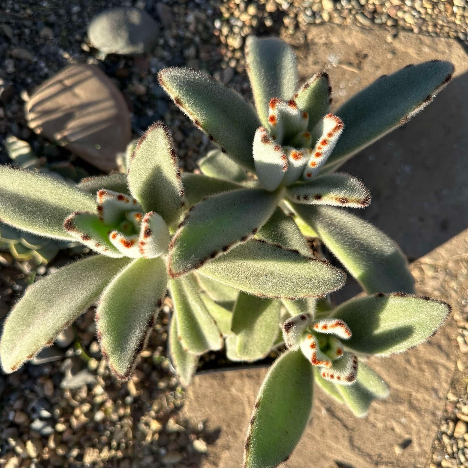 panda ear succulent Kalanchoe tomentosa 'Panda Plant' – DesertScapeSucculent