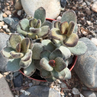 DesertScapeSucculent Succulent 4 Inch Kalanchoe tomentosa 'Teddy Bear'