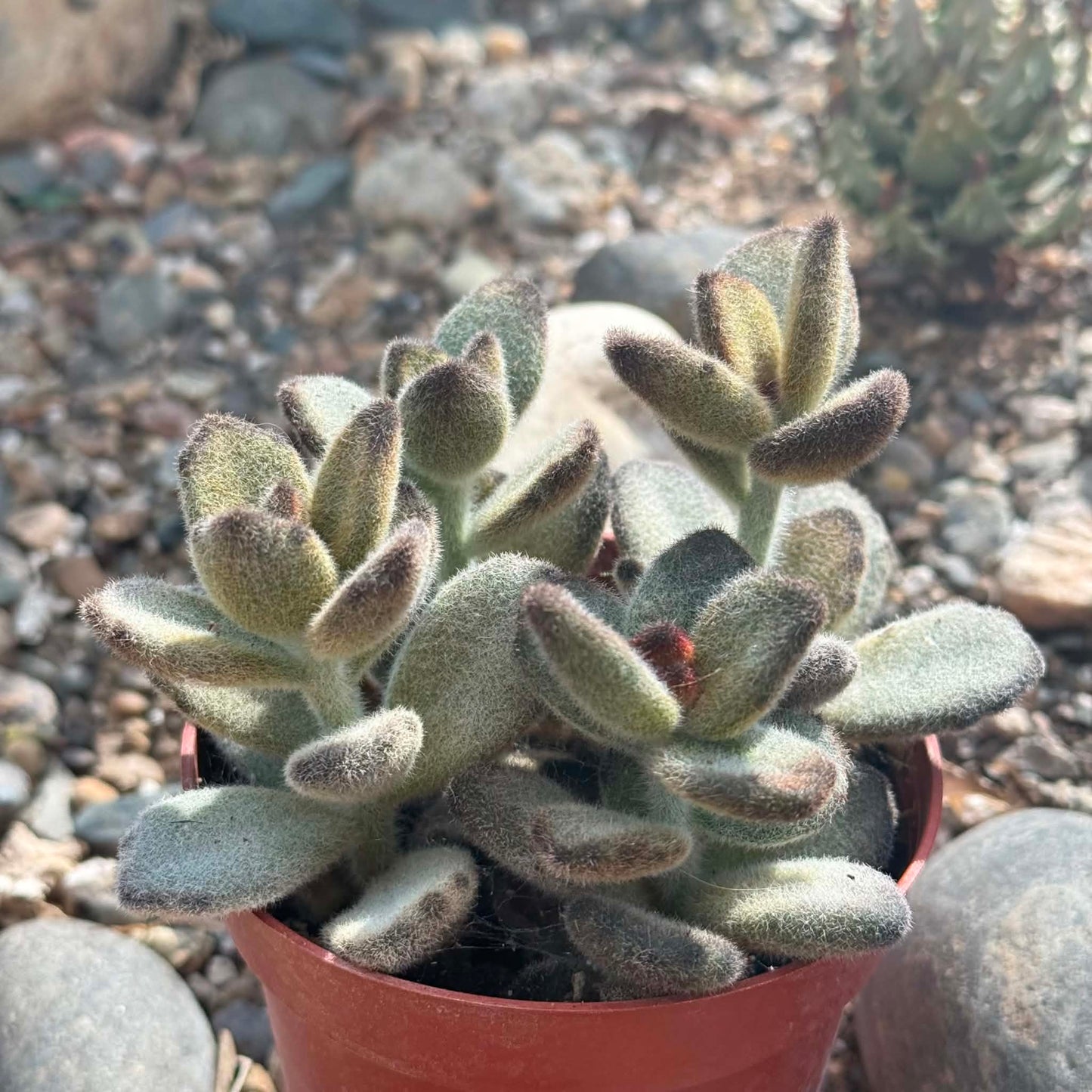 DesertScapeSucculent Succulent 4 Inch Kalanchoe tomentosa 'Teddy Bear'