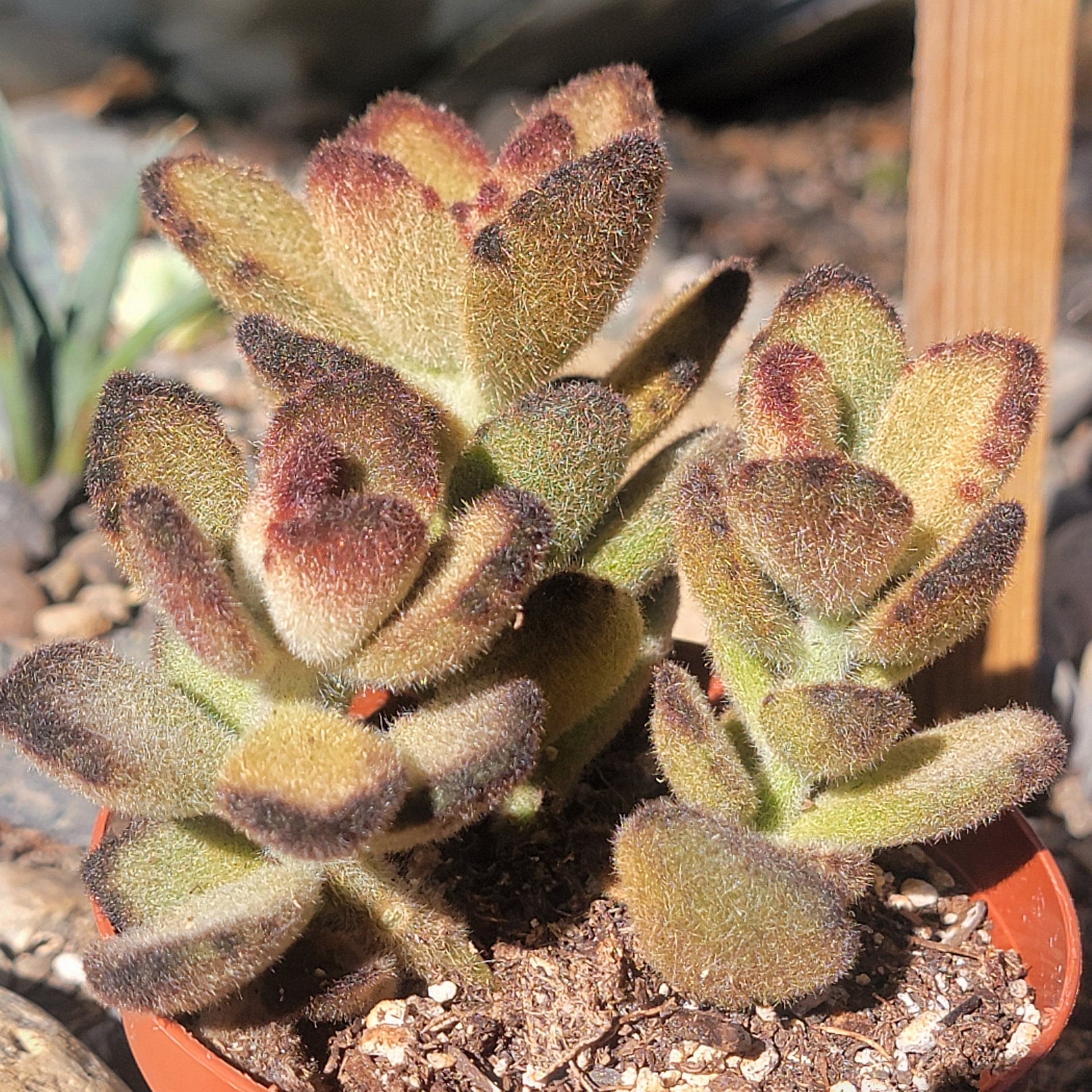 teddy bear succulent Kalanchoe tomentosa 'Teddy Bear'