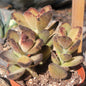 Kalanchoe tomentosa 'Teddy Bear' - 4 Inch Assorted - Succulent - DesertScapeSucculent