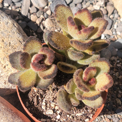 DesertScapeSucculent Succulent 4" Assorted Kalanchoe tomentosa 'Teddy Bear'