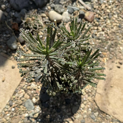 Kalanchoe tubiflora 'Chandelier Plant' - 6 Inch Assorted - Succulent - DesertScapeSucculent