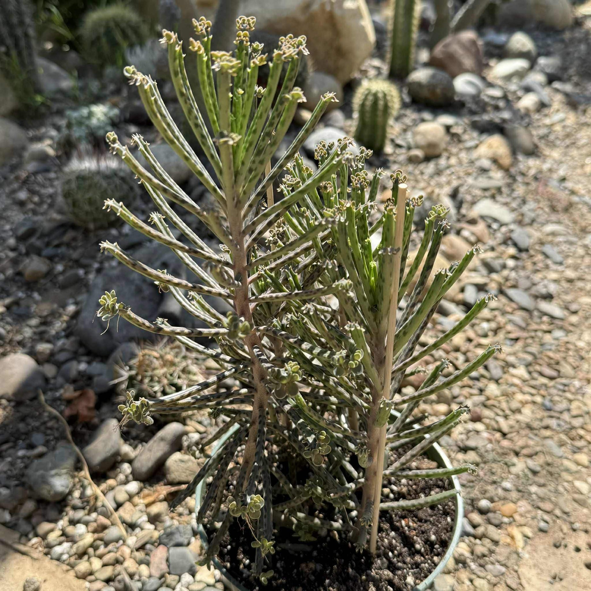 chandelier plant succulent Kalanchoe tubiflora 'Chandelier Plant'
