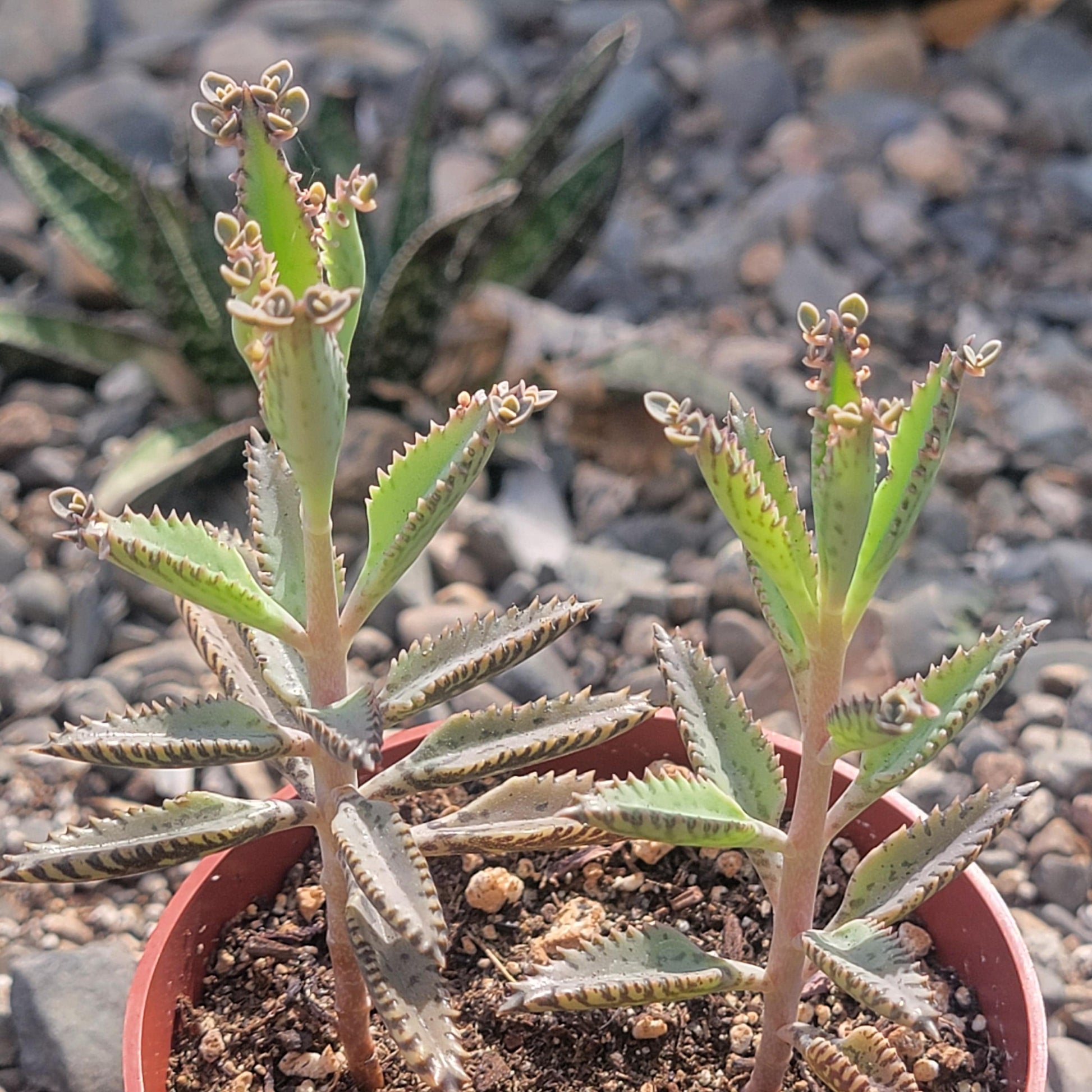 succulent mother of millions Kalanchoe houghtonii 'Alligator Plant' – DesertScapeSucculent