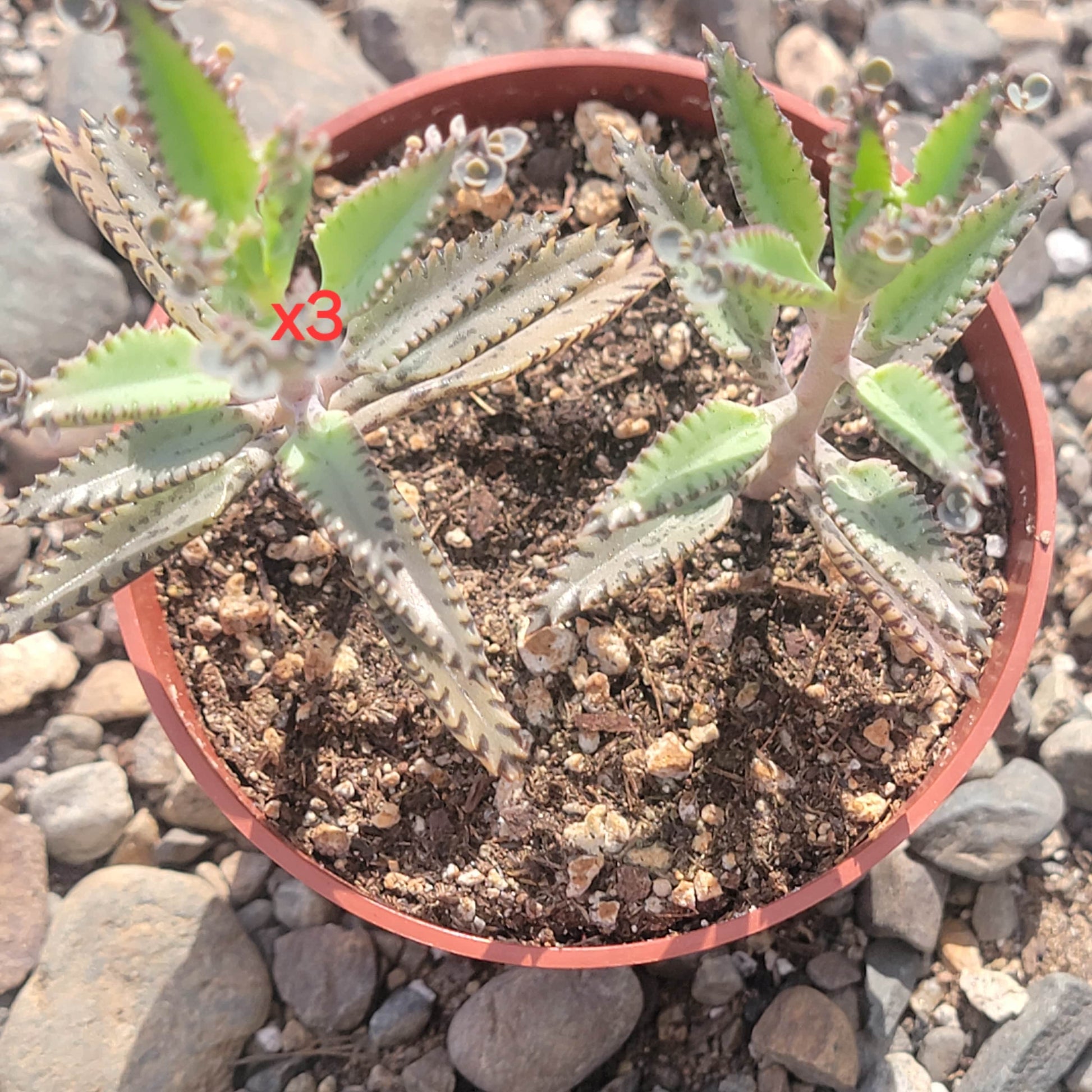 alligator succulent plant Kalanchoe houghtonii 'Alligator Plant'
