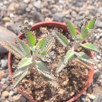 Kalanchoe × houghtonii 'Mother of Millions'