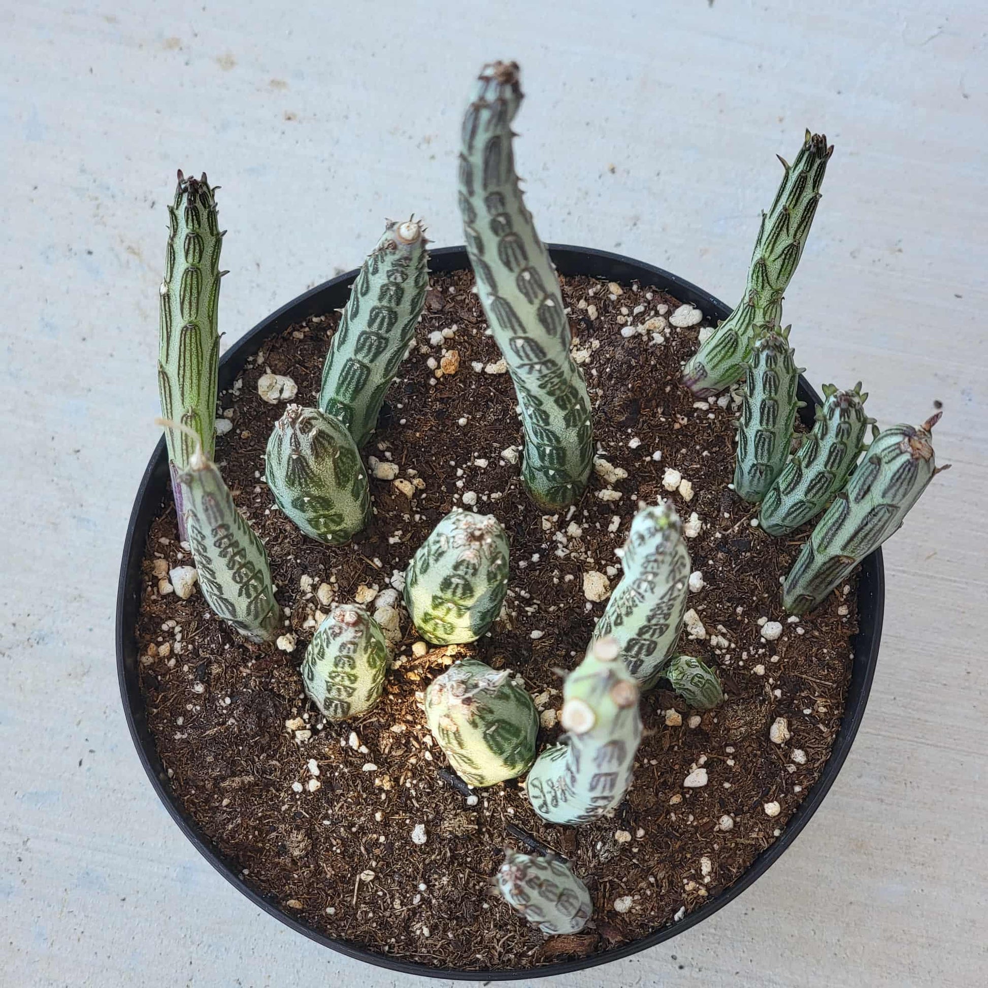 succulent that looks like a pickle Kleinia stapeliiformis 'Pickle Plant' – DesertScapeSucculent