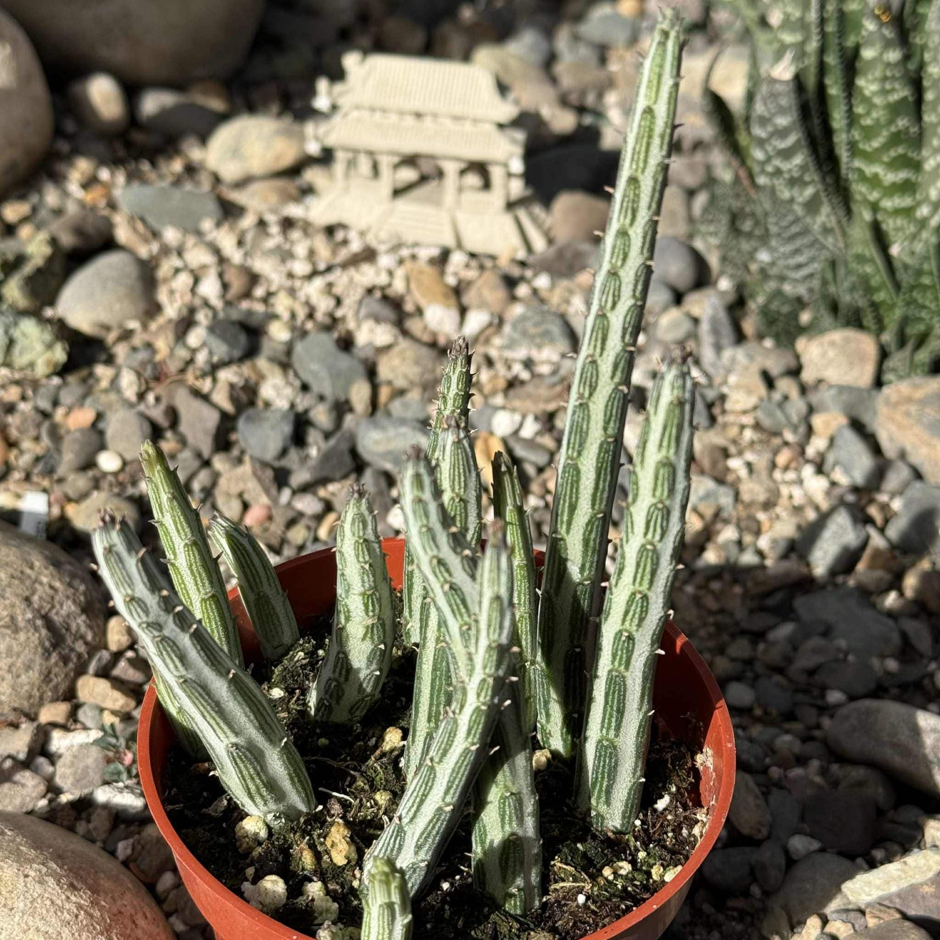 kleinia succulent Kleinia stapeliiformis 'Pickle Plant'