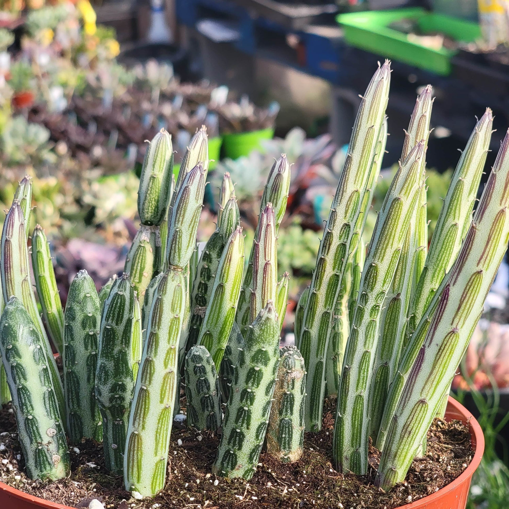 kleinia succulent Kleinia stapeliiformis 'Pickle Plant' – DesertScapeSucculent