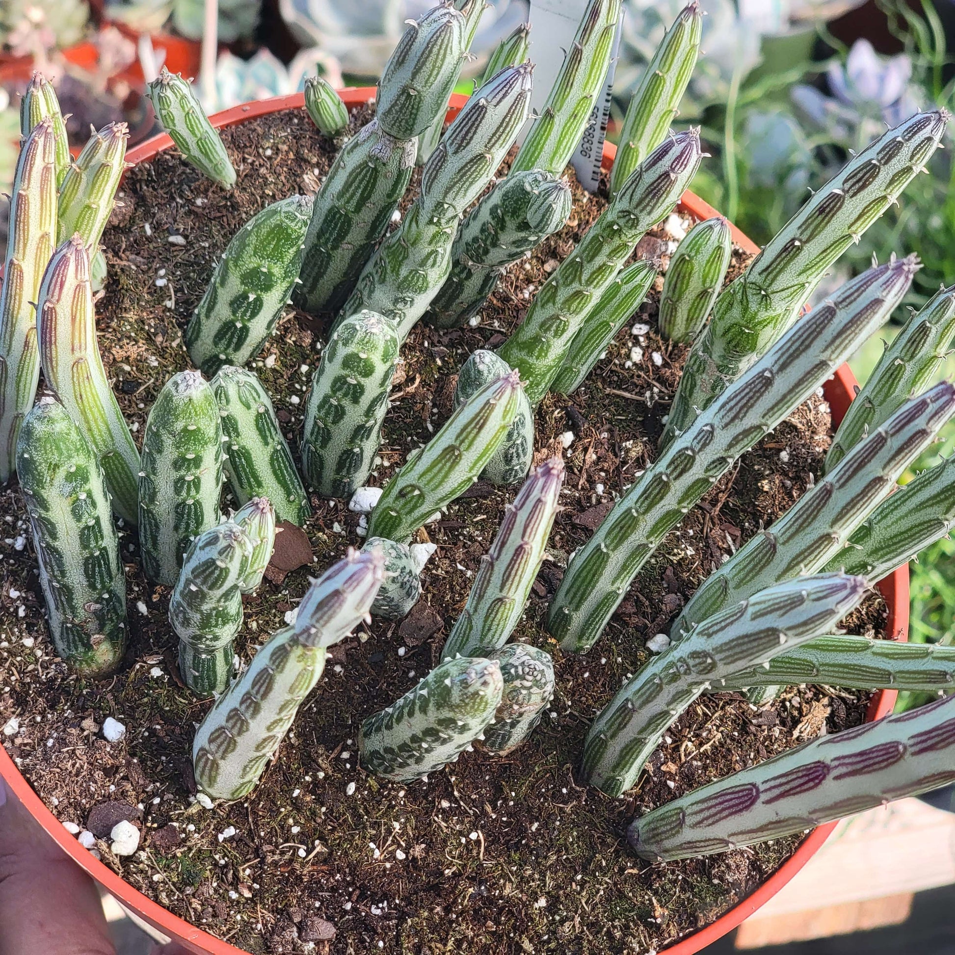 pickle succulent plant Kleinia stapeliiformis 'Pickle Plant' – DesertScapeSucculent