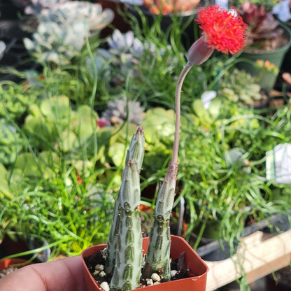 Kleinia stapeliiformis 'Plante de cornichon'