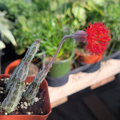 Kleinia stapeliiformis 'Pickle Plant'