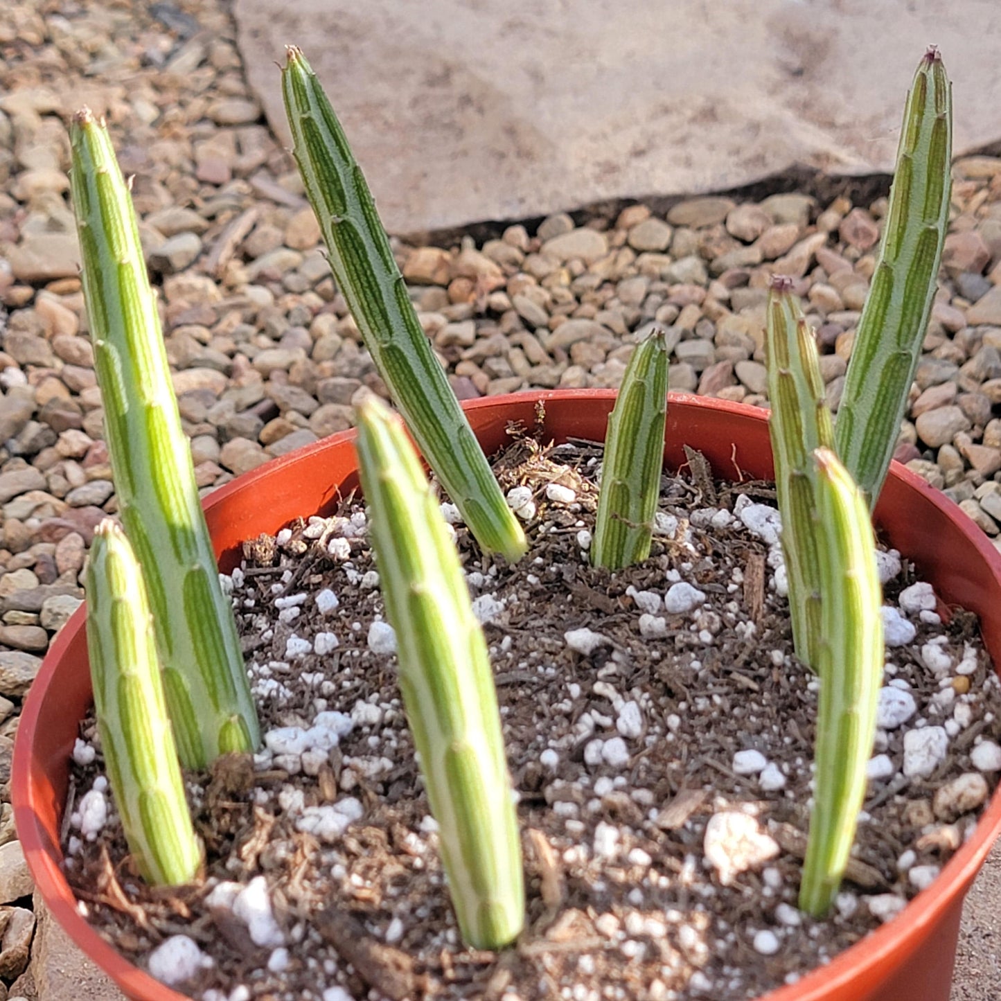 Kleinia stapeliiformis 'Plante de cornichon'