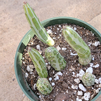 Kleinia stapeliiformis 'Pickle Plant'