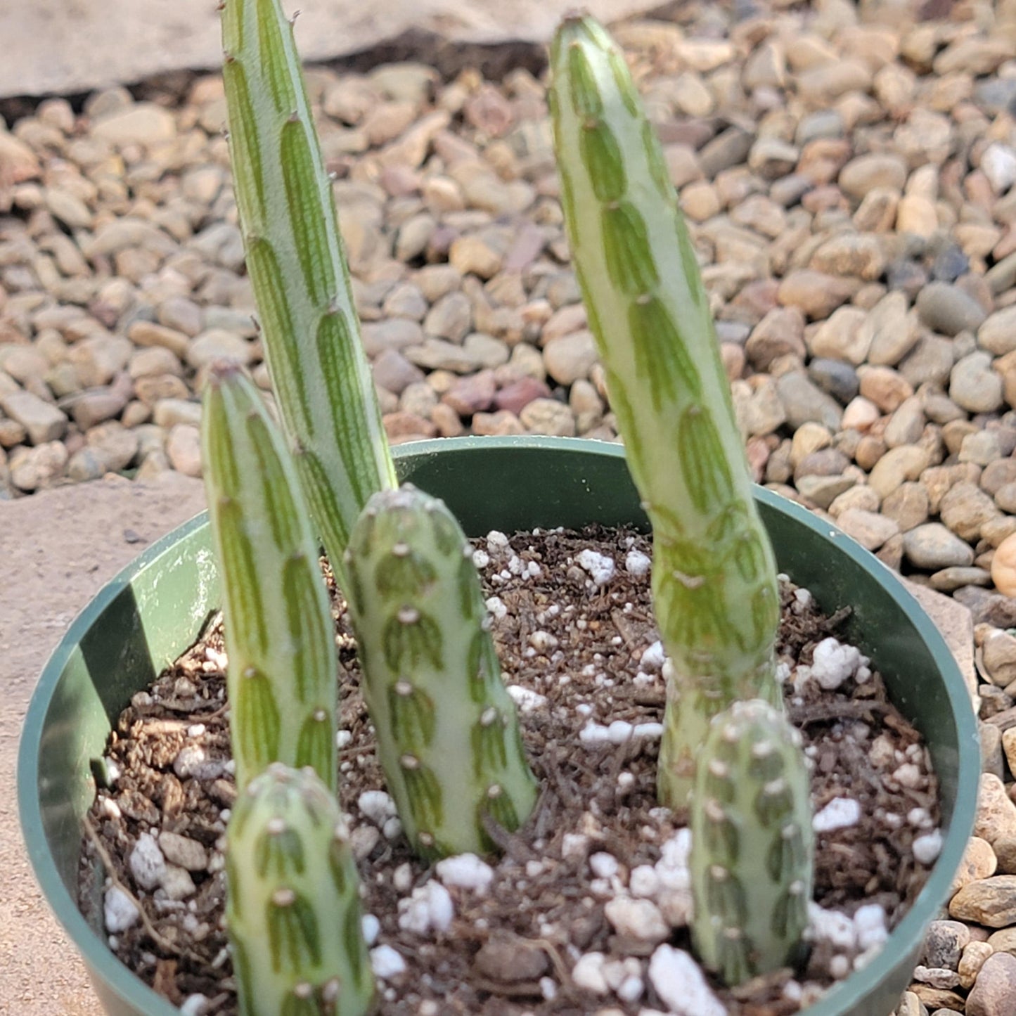 Kleinia stapeliiformis 'Pickle Plant'