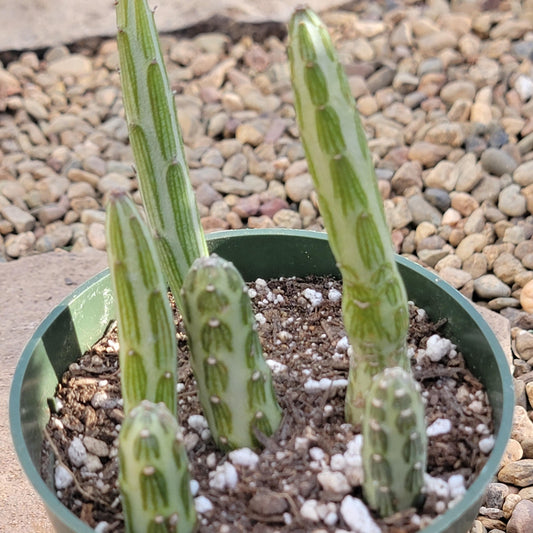 DesertScapeSucculent Succulent 4in Assorted Kleinia stapeliiformis 'Pickle Plant'