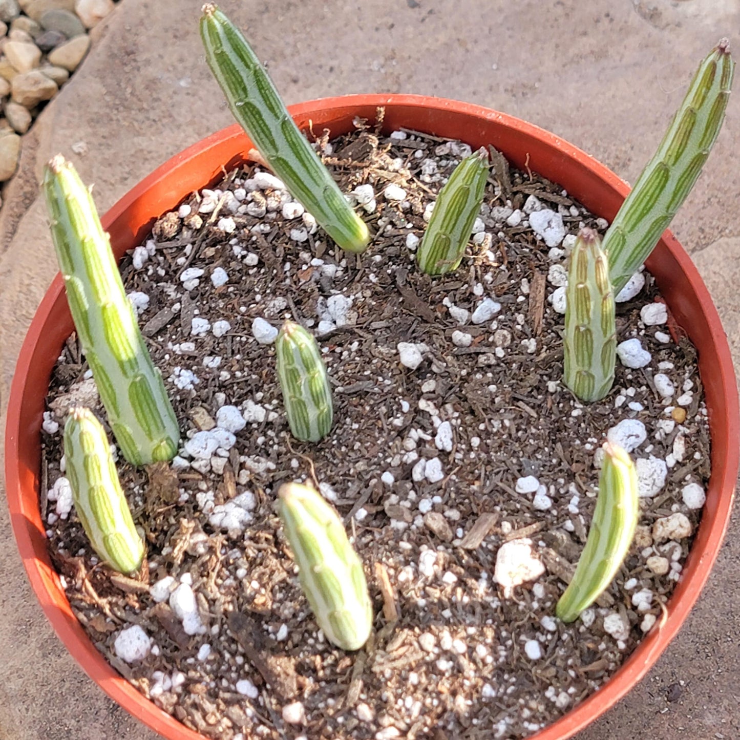 Kleinia stapeliiformis 'Plante de cornichon'