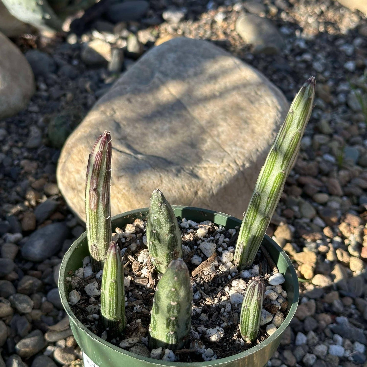 DesertScapeSucculent Succulent 4in Assorted Kleinia stapeliiformis 'Pickle Plant'