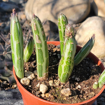 DesertScapeSucculent Succulent 4in Assorted Kleinia stapeliiformis 'Pickle Plant'