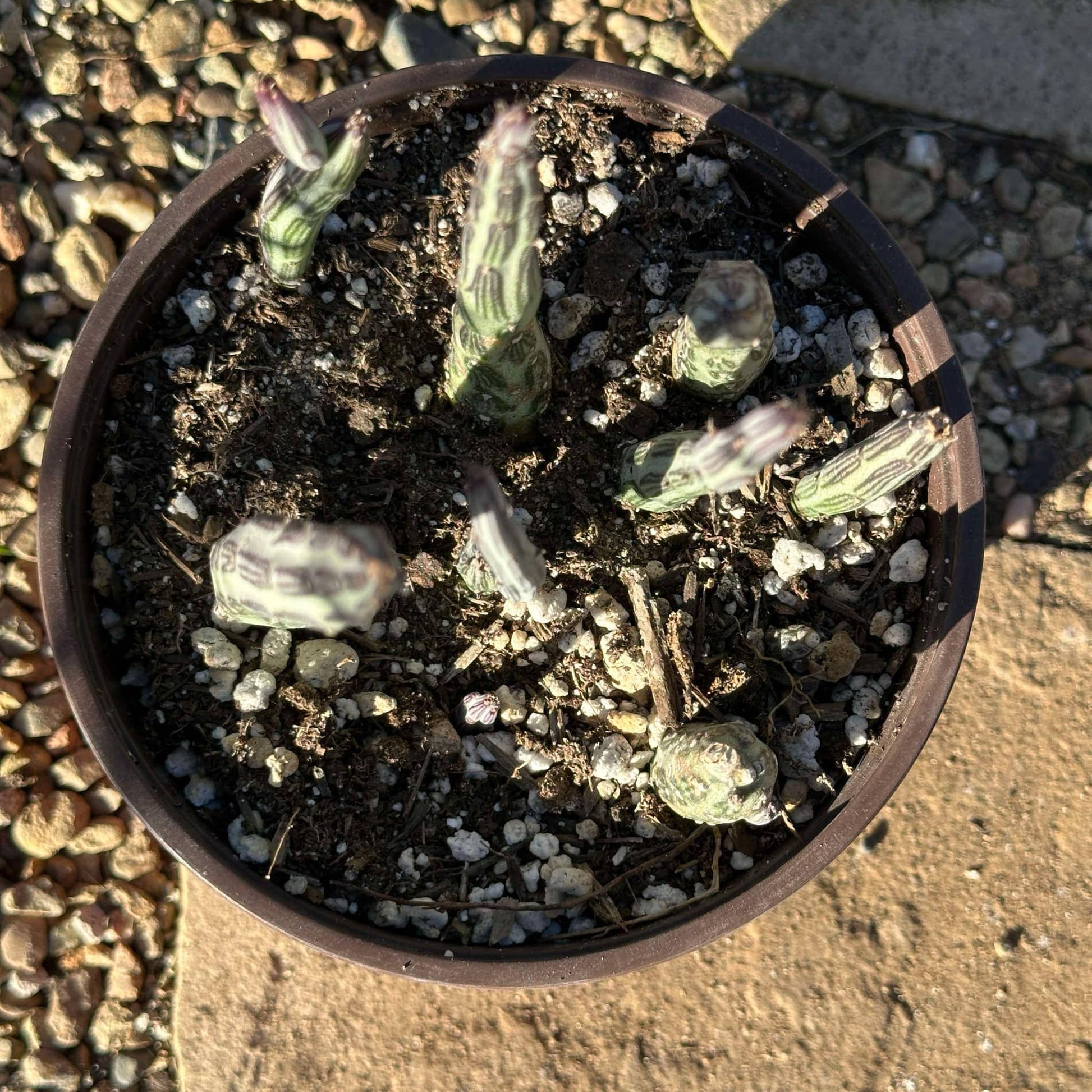 DesertScapeSucculent Succulent Kleinia stapeliiformis 'Pickle Plant'